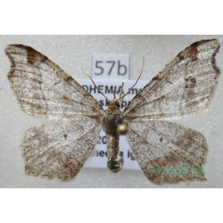 Macaria notata (Linnaeus, 1758) Czech57b